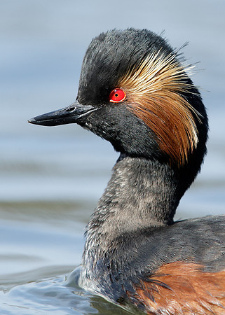 Black-necked Grebe Podiceps nigricollis