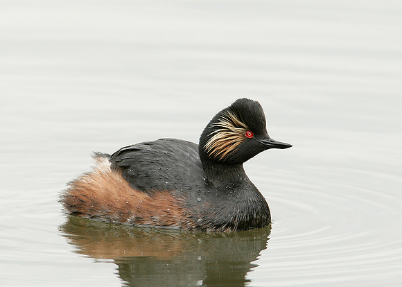 Black-necked Grebe Podiceps nigricollis