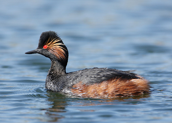 Black-necked Grebe Podiceps nigricollis