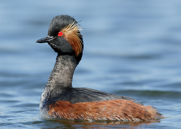 Black-necked Grebe Podiceps nigricollis