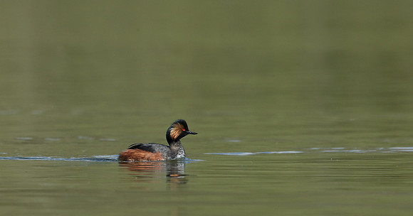 Black-necked Grebe Podiceps nigricollis