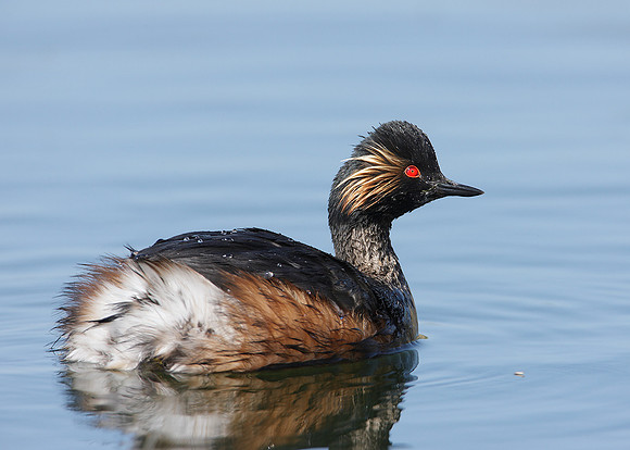 Black-necked Grebe Podiceps nigricollis