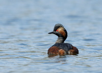 Black-necked Grebe Podiceps nigricollis