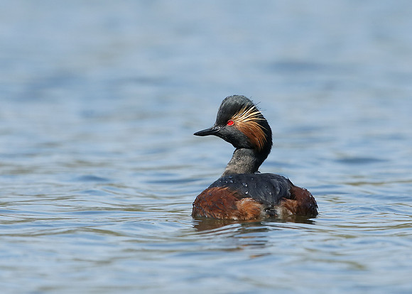 Black-necked Grebe Podiceps nigricollis