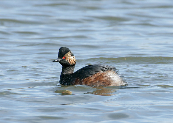 Black-necked Grebe Podiceps nigricollis