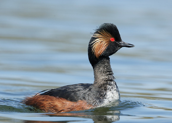 Black-necked Grebe Podiceps nigricollis