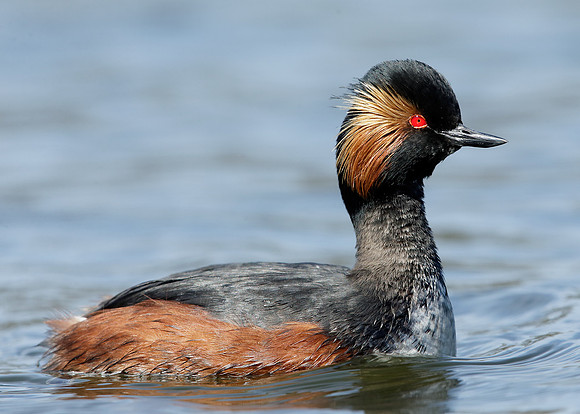 Black-necked Grebe Podiceps nigricollis