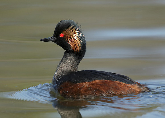 Black-necked Grebe Podiceps nigricollis