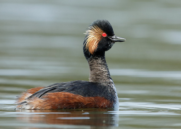 Black-necked Grebe Podiceps nigricollis