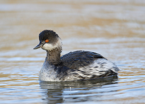 Black-necked Grebe Podiceps nigricollis