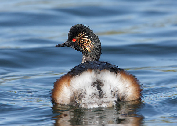 Black-necked Grebe Podiceps nigricollis