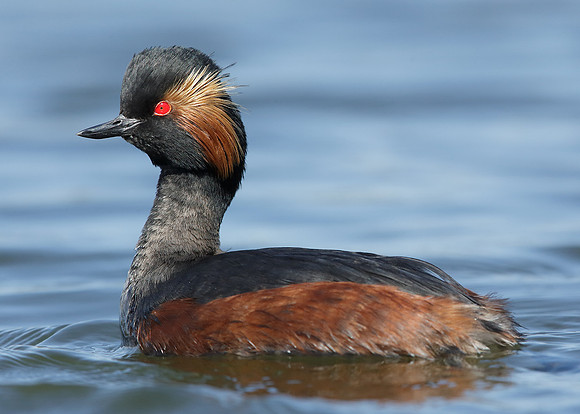 Black-necked Grebe Podiceps nigricollis