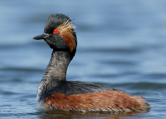 Black-necked Grebe Podiceps nigricollis