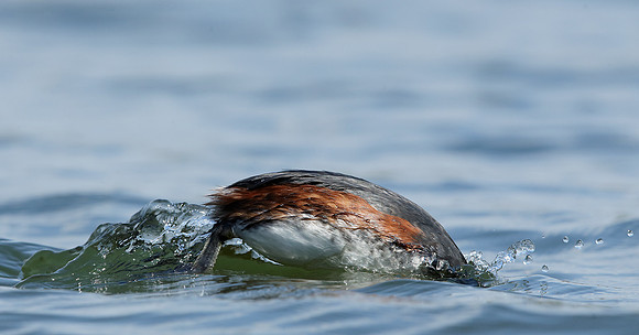 Black-necked Grebe Podiceps nigricollis