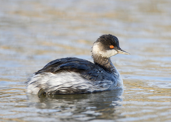 Black-necked Grebe Podiceps nigricollis