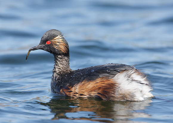 Black-necked Grebe Podiceps nigricollis
