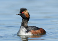 Black-necked Grebe Podiceps nigricollis