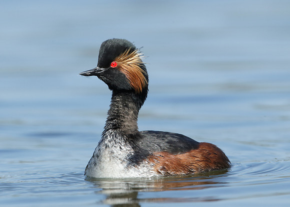 Black-necked Grebe Podiceps nigricollis