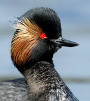 Black-necked Grebe Podiceps nigricollis