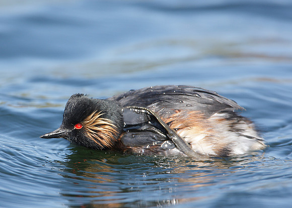 Black-necked Grebe Podiceps nigricollis