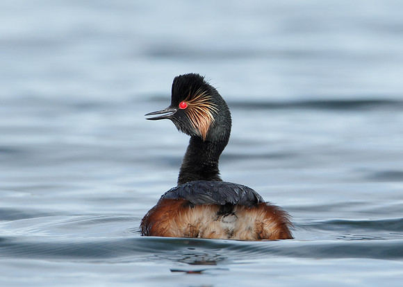 Black-necked Grebe Podiceps nigricollis