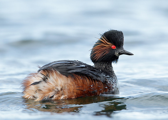 Black-necked Grebe Podiceps nigricollis