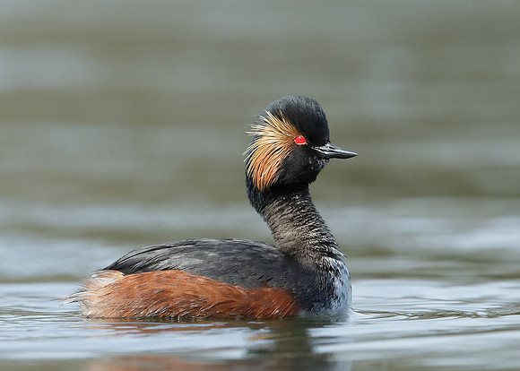 Black-necked Grebe Podiceps nigricollis