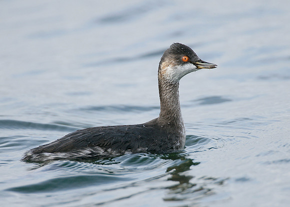 Black-necked Grebe Podiceps nigricollis