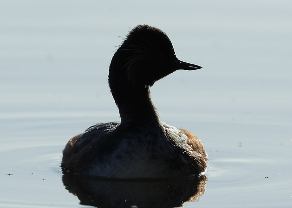 Black-necked Grebe Podiceps nigricollis