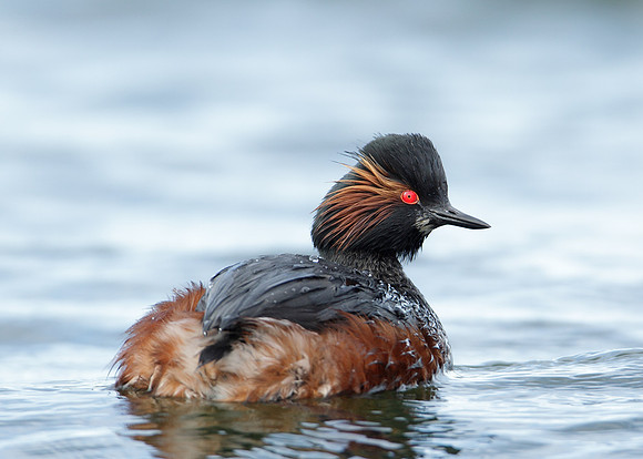 Black-necked Grebe Podiceps nigricollis