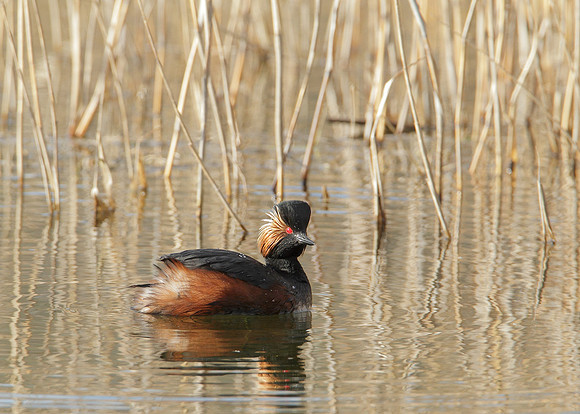 Black-necked Grebe Podiceps nigricollis