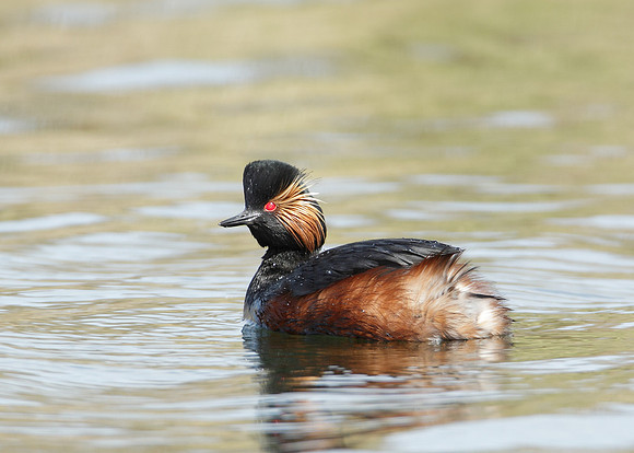Black-necked Grebe Podiceps nigricollis