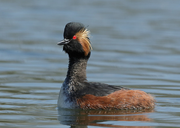 Black-necked Grebe Podiceps nigricollis