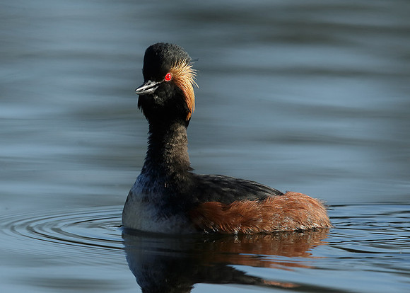 Black-necked Grebe Podiceps nigricollis