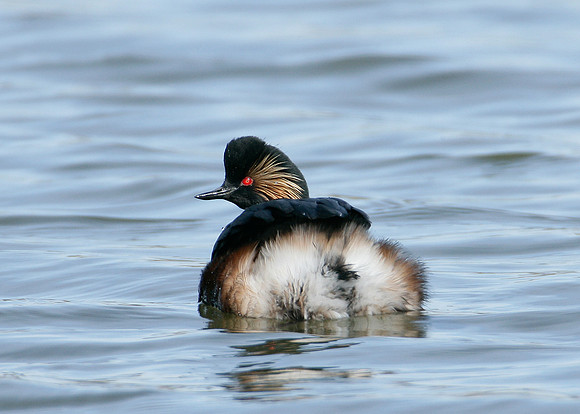 Black-necked Grebe Podiceps nigricollis