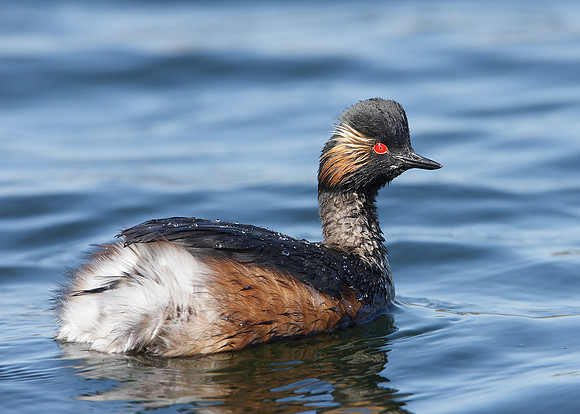 Black-necked Grebe Podiceps nigricollis