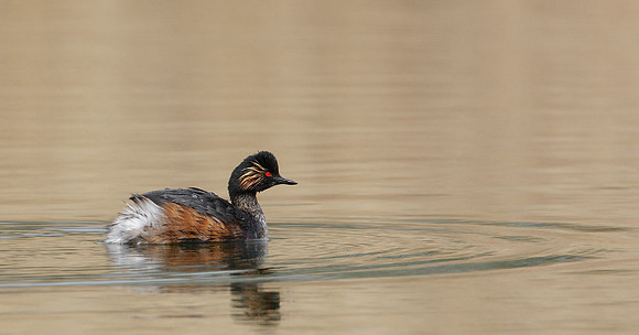Black-necked Grebe Podiceps nigricollis