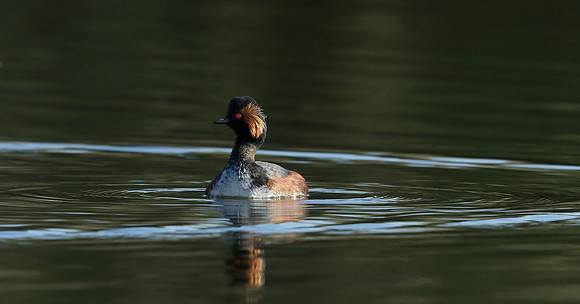 Black-necked Grebe Podiceps nigricollis
