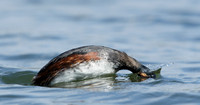 Black-necked Grebe Podiceps nigricollis