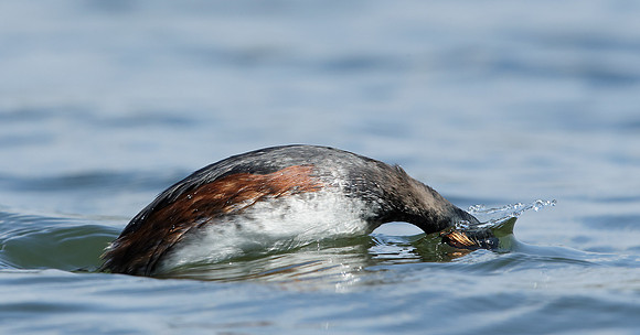 Black-necked Grebe Podiceps nigricollis
