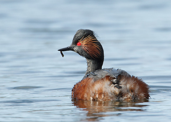 Black-necked Grebe Podiceps nigricollis