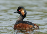 Black-necked Grebe Podiceps nigricollis