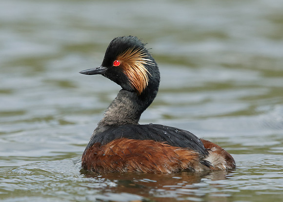 Black-necked Grebe Podiceps nigricollis