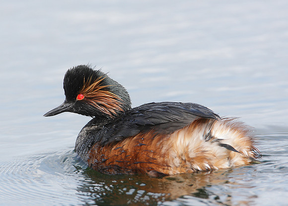 Black-necked Grebe Podiceps nigricollis