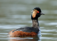 Black-necked Grebe Podiceps nigricollis