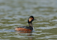 Black-necked Grebe Podiceps nigricollis