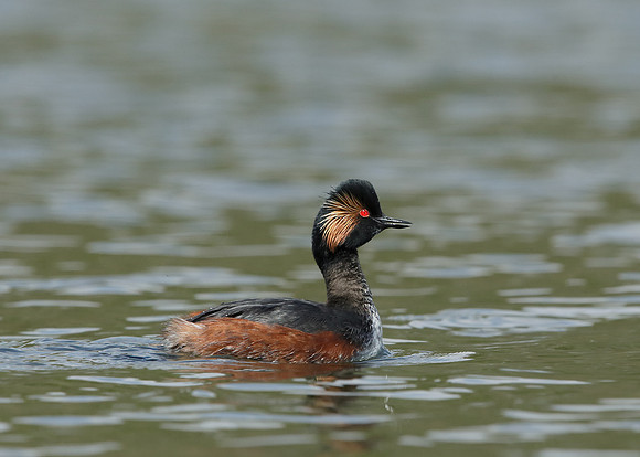 Black-necked Grebe Podiceps nigricollis