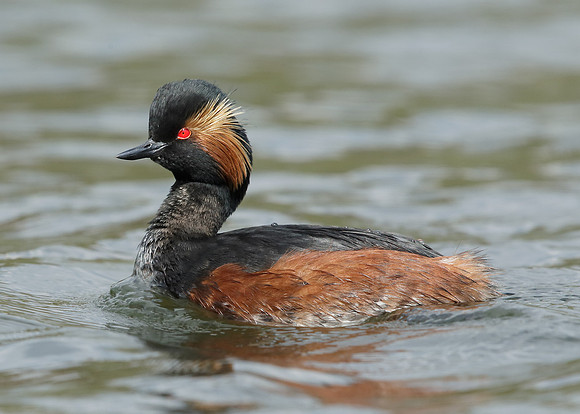 Black-necked Grebe Podiceps nigricollis