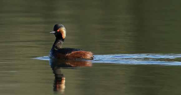 Black-necked Grebe Podiceps nigricollis