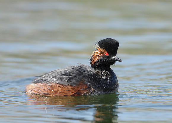 Black-necked Grebe Podiceps nigricollis